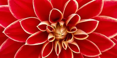 fleur Dahlia