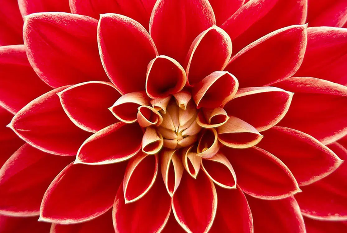 fleur Dahlia